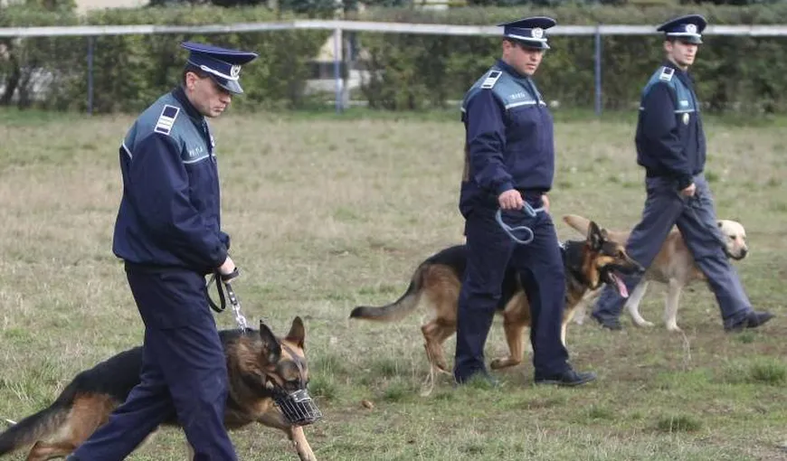Vezi cum sunt prinşi infractorii periculoşi cu ajutorul câinilor special antrenaţi VIDEO