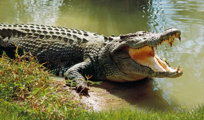 INUNDAŢII în Australia: PERICOL de crocodili