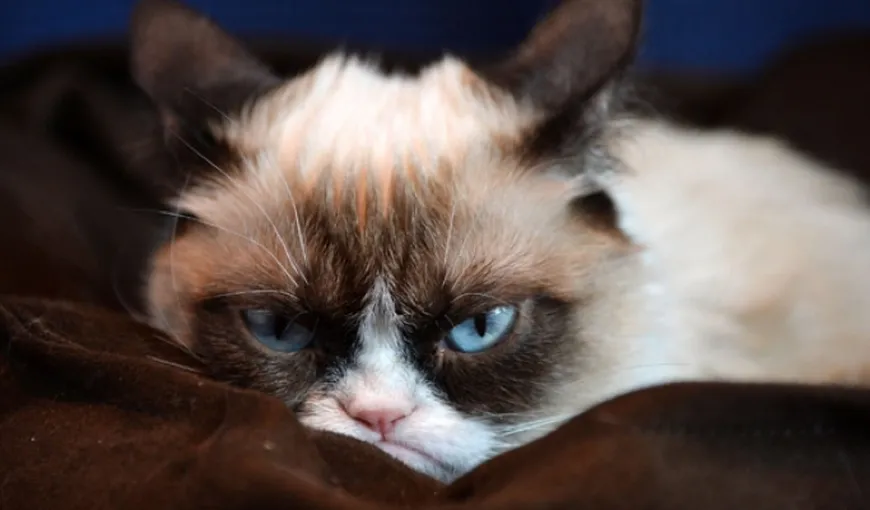 Grumpy Cat are statuie la Muzeul Figurilor de Ceară „Madame Tussauds” VIDEO