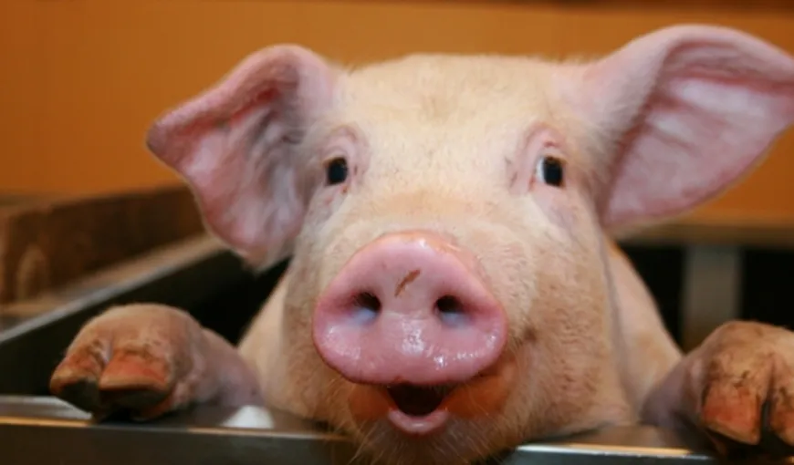 IGNAT 2015. SUPERSTIŢII privind sacrificarea porcului: Ce înseamnă dacă găseşti sânge ÎNCHEGAT în inima animalului