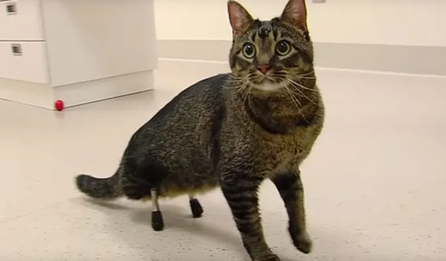 O pisică născută fără picioarele din spate a primit implanturi din titan. Cum se descurcă felina VIDEO