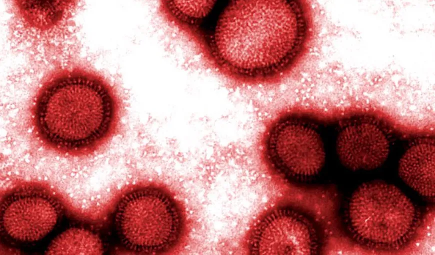VIRUSUL A-H1N1. Pese o sută de decese din cauza gripei porcine în Rusia în ultimele săptămâni
