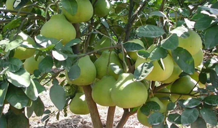 Tratamente naturiste. Pomelo – un fruct exotic şi 8 motive sănătoase ca să-l consumi cât mai des