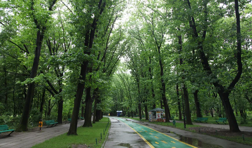 Semnal de ALARMĂ al Curţii de Conturi în privinţa spaţiilor verzi din Bucureşti: Situaţia este îngrijorătoare