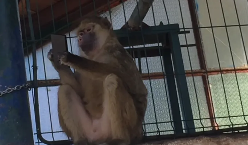 O maimuţă a furat smartphone-ul unui turist. IMAGINI AMUZANTE