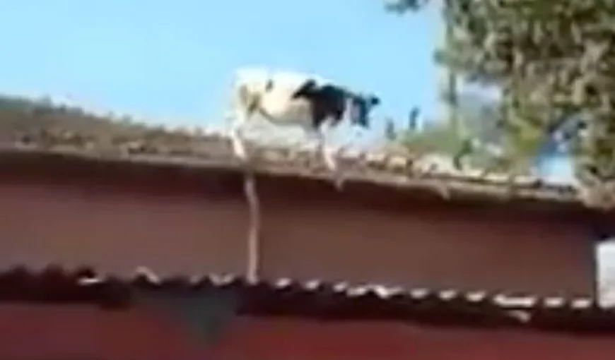Vaca acrobată. Imagine uluitoare cu animalul, sărind de pe acoperiş VIDEO
