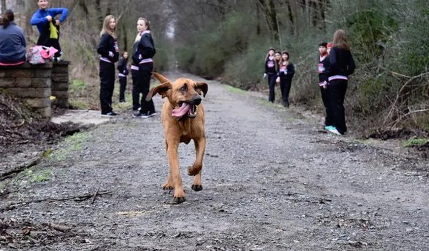 Un câine a fugit de-acasă pentru a alerga la un maraton de oameni. A încheiat cursa pe locul 7 VIDEO