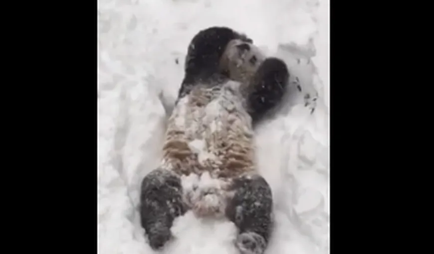 Ursul panda care a cucerit Internetul. Uite cât de bucuros se joacă în zăpadă VIDEO