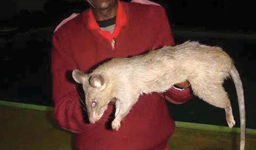 VIRAL. Fotografie controversată cu un şobolan MUTANT. Credeţi că e reală sau nu?