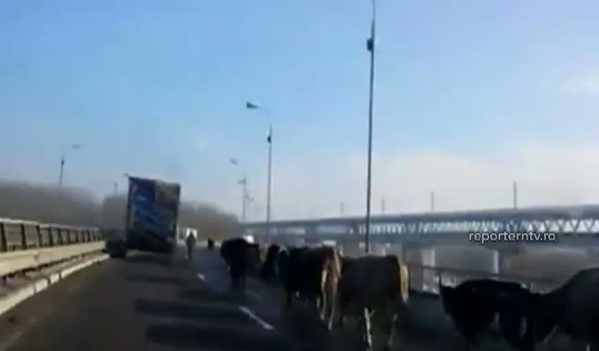 O cireadă de vaci, surprinsă pe Autostrada Soarelui VIDEO