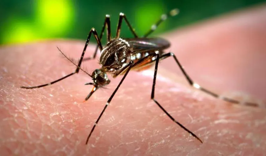 Vaccinul împotriva virusului Zika va putea fi realizat abia peste câţiva ani