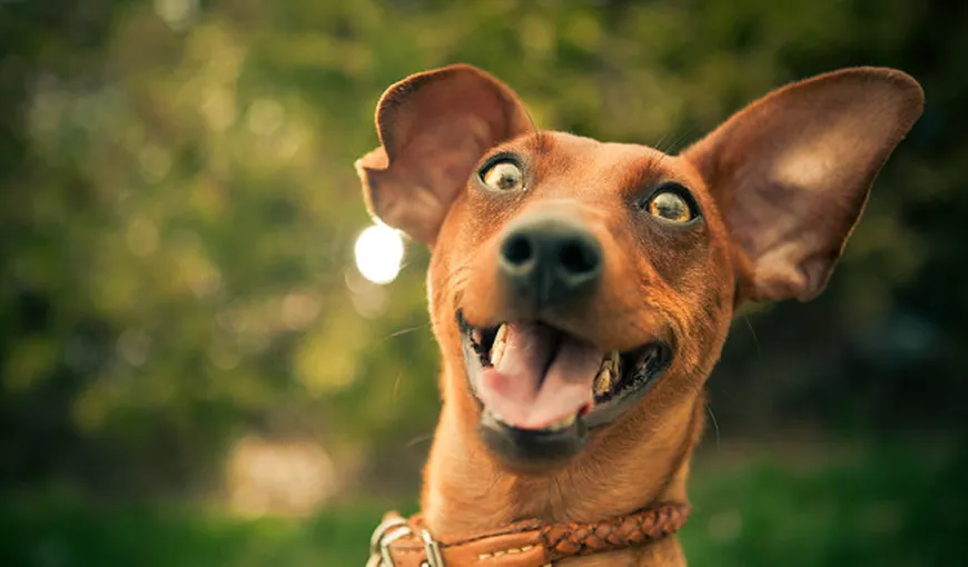 Câinii, sensibili la atenția oamenilor. Vezi ce înseamnă când patrupedul tău are urechile coborâte sau dinţii dezveliţi
