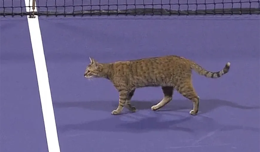 Imagini amuzante de la turneul de la Doha: O pisică a întrerupt un meci de tenis VIDEO
