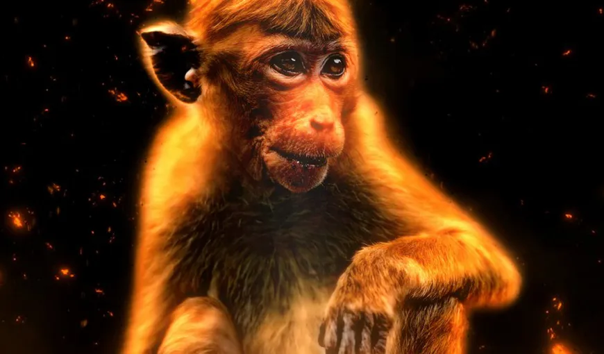Horoscop: Cea mai avantajată zodie în Anul Maimuţei de Foc