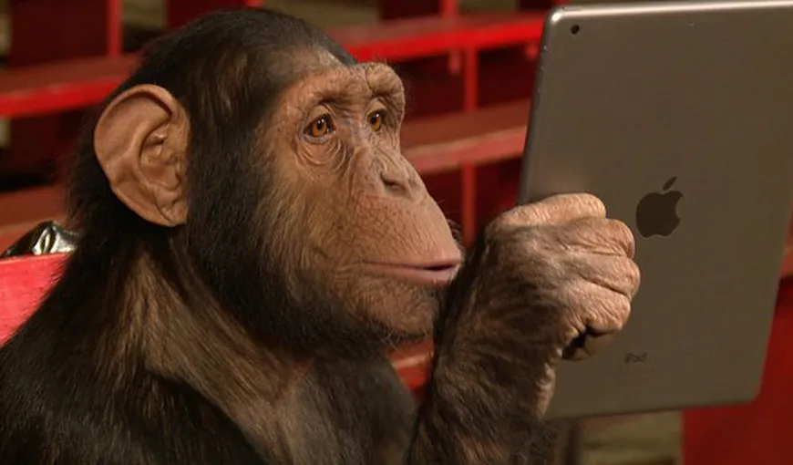 Reacţia fabuloasă a unor maimuţe păcălite de un magician cu alune, pe iPad VIDEO