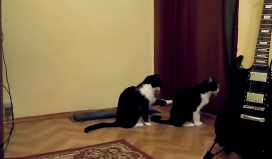 Clipul incredibil cu pisici care face senzaţie pe youtube VIDEO