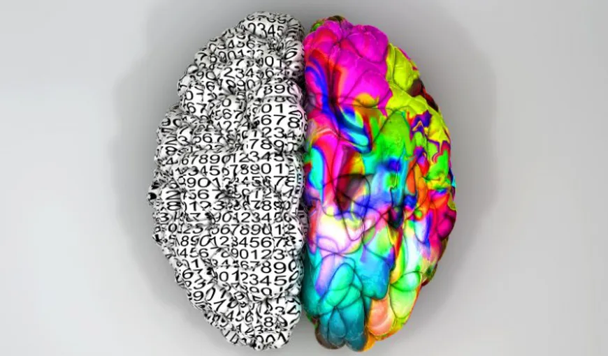 Cercetătorii au descoperit care este PERIOADA ANULUI în care creierul uman este CEL MAI ACTIV