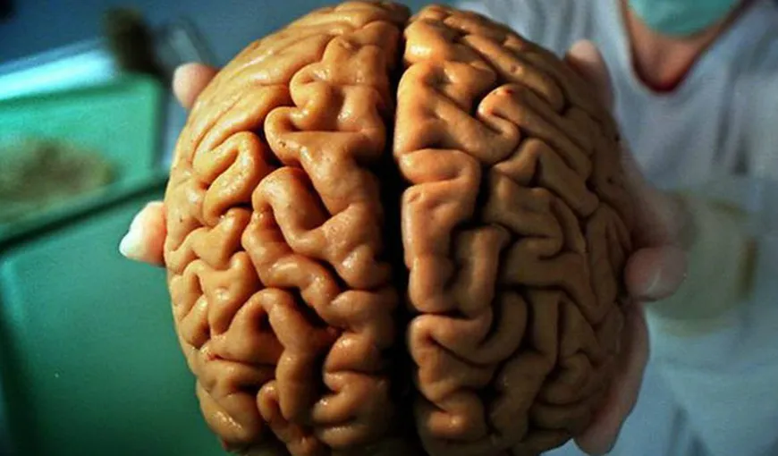 Ştiinţă şi viaţă veşnică: proiectul care vrea să conserve un creier uman timp de 100 de ani