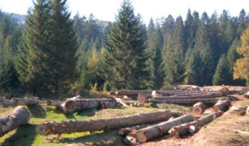 Ministerul Mediului: Legea de înfiinţare a Gărzilor Forestiere este în impas