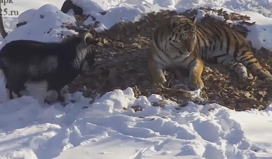 Prietenie neaşteptată dintre un tigru şi un ţap. Totul s-a terminat în mod surprinzător VIDEO