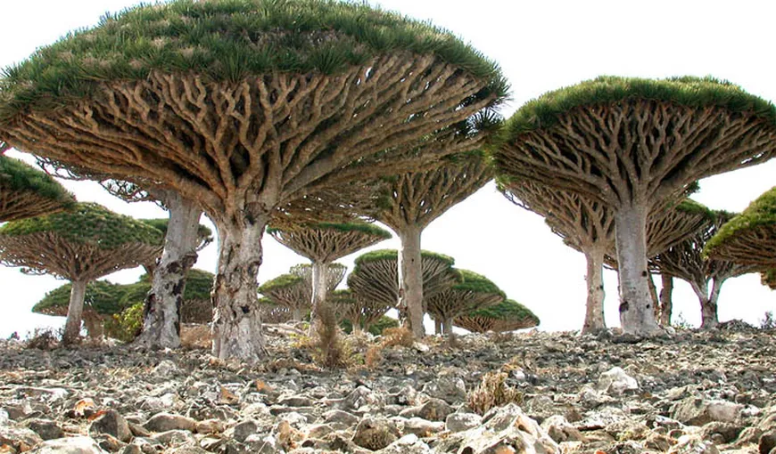 Insula Socotra, cel mai „extraterestru” loc de pe Terra