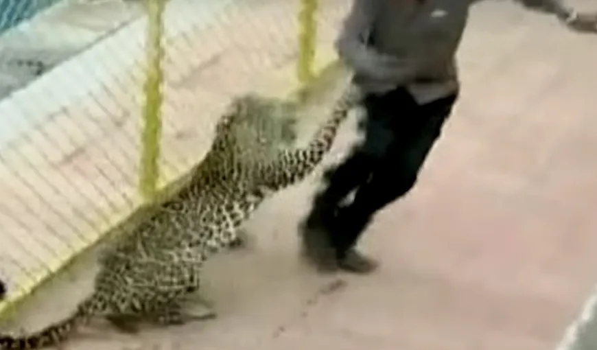 Un leopard a făcut RAVAGII într-o școală din India. Mai multe persoane au căzut victime furiei felinei VIDEO