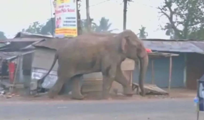 Imagini inedite: Un elefant a distrus un SAT ÎNTREG