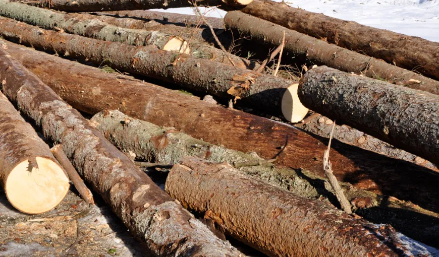 Investigaţia pe piaţa masei lemnoase, EXTINSĂ la nivel naţional: Inspecţii inopinate la sediul a 6 companii