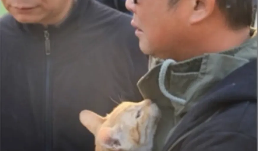 CUTREMUR TAIWAN. Doi fraţi, de 6 şi 7 ani, scoşi dintre ruine după ce pisica lor a alertat salvatorii VIDEO