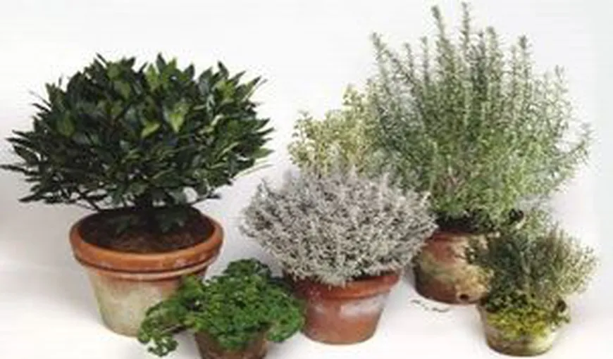 Plantele care te ajută să ţii departe cancerul