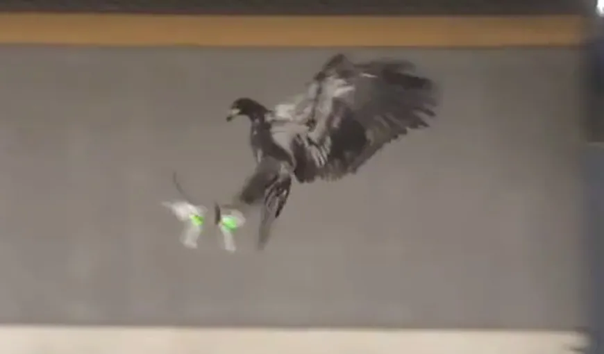 Un stat european dresează vulturi pentru distrugerea dronelor manevrate de infractori. VIDEO