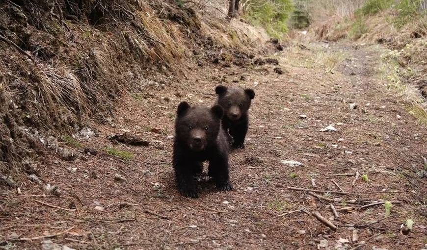 Doi pui de urs, rămaşi fără mamă, au fost salvaţi din pădurea Bogăţii din Braşov