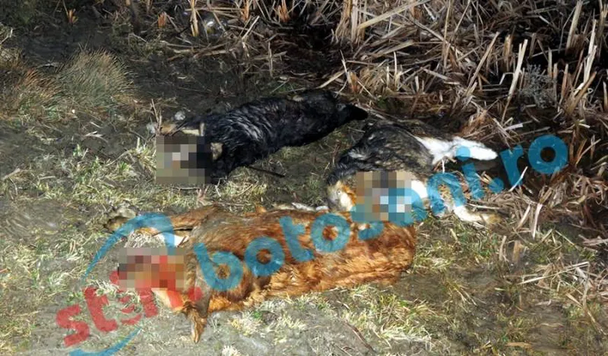 Masacru într-un sat din judeţul Botoşani. 15 caini împuşcaţi, aruncaţi într-o mlaştină