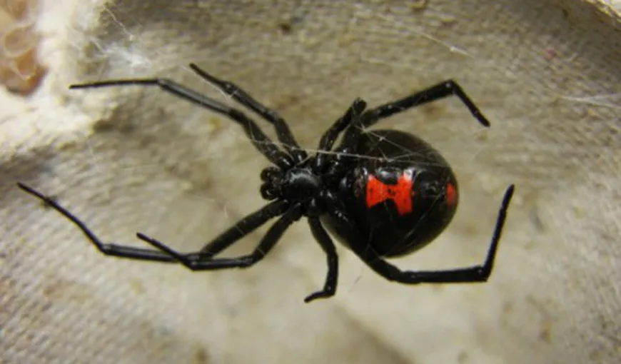 FOTO: Un fotbalist a fost muşcat de cel mai veninos păianjen din lume. E DRAMATIC