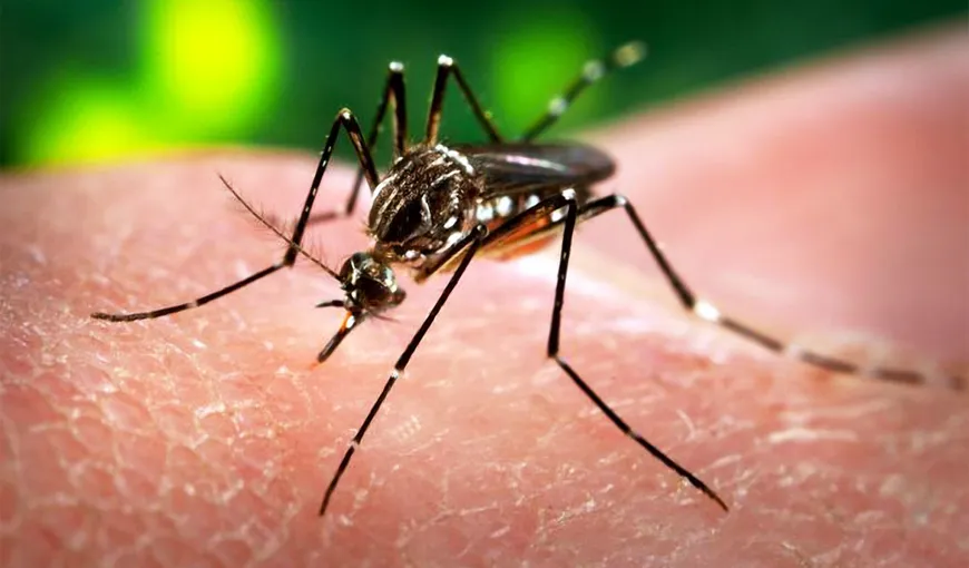 VIRUSUL ZIKA. Testele vaccinului împotriva Zika vor avea loc peste 18 luni