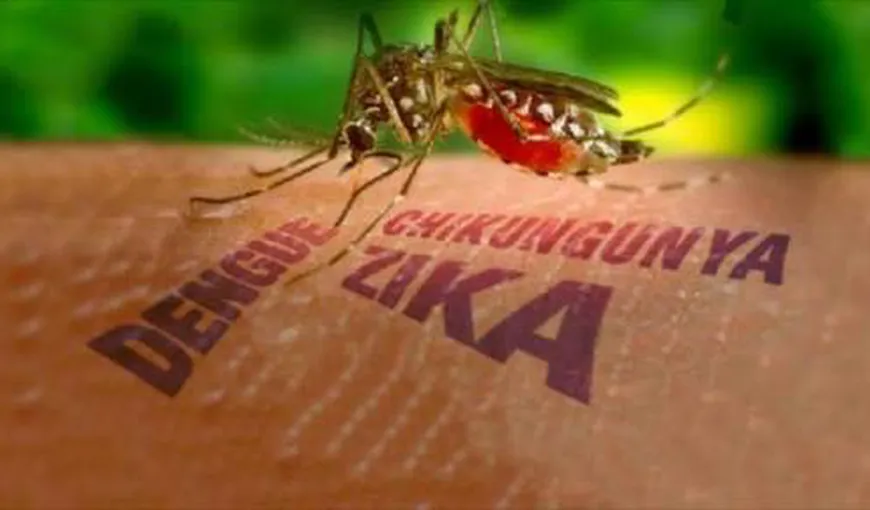 OMS: Virusul Zika este în aceeaşi categorie cu Ebola. A fost decretată urgenţă medicală globală