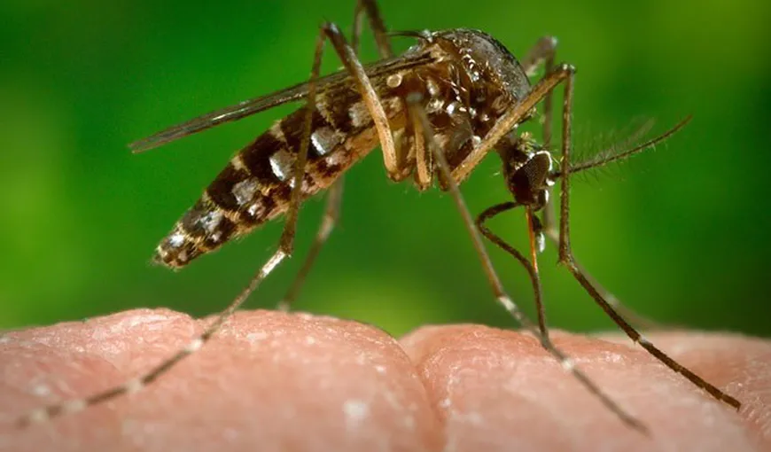 OMS: Transmiterea pe cale sexuală a virusului Zika era deja cunoscută