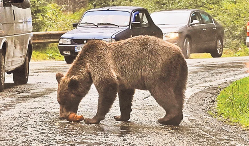 Un urs a terorizat un sat întreg din Argeş. O maşină, atacată de două ori în trei zile
