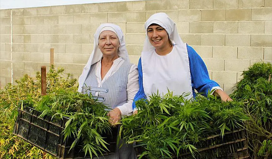 Două măicuţe au început o afacere profitabilă cu marijuana