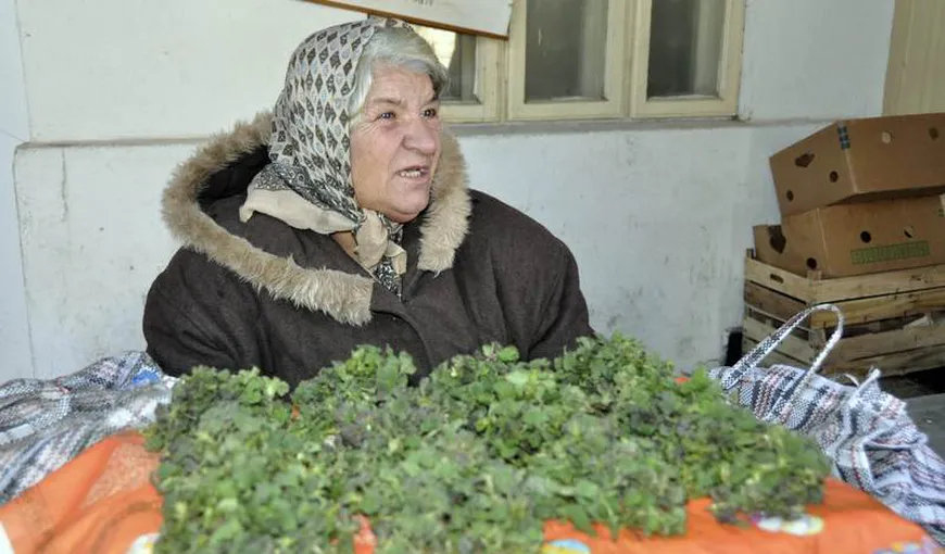 Decizie INEDITĂ a unui consiliu local: Bătrânele care vând verdeaţă, obligate să declare că nu comercializează DROGURI