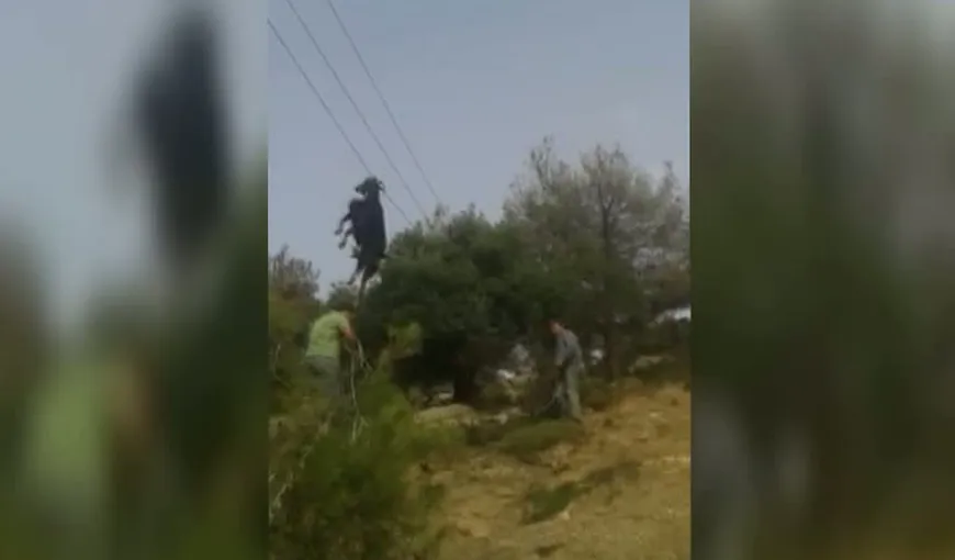 Operaţiune de salvare inedită în Grecia. O capră a fost salvată de pe firele de înaltă tensiune