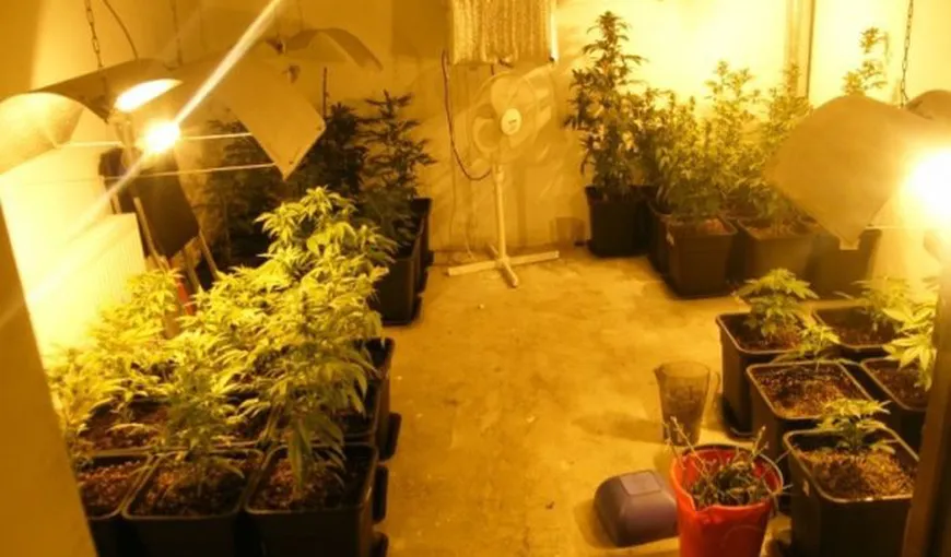 Apartament transformat în seră pentru droguri la Timişoara VIDEO