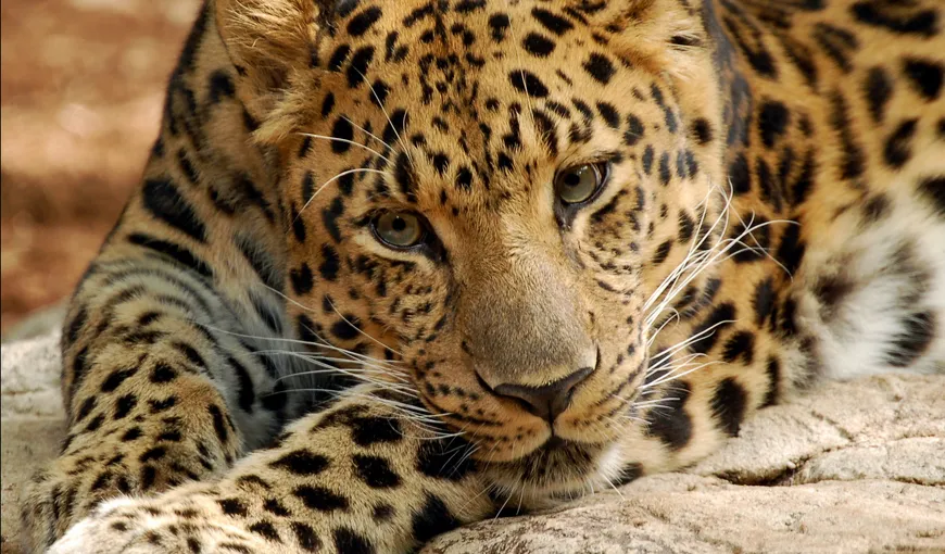 Unul dintre ultimii leoparzi de Amur de pe Terra, eutanasiat