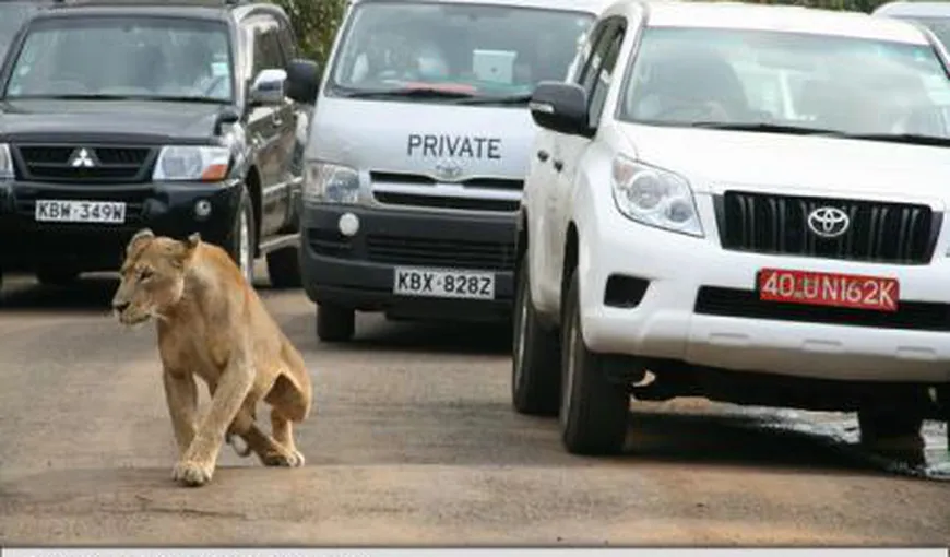 Bărbat rănit de un leu, care scăpase dintr-un parc naţional, chiar în centrul capitalei Kenyei