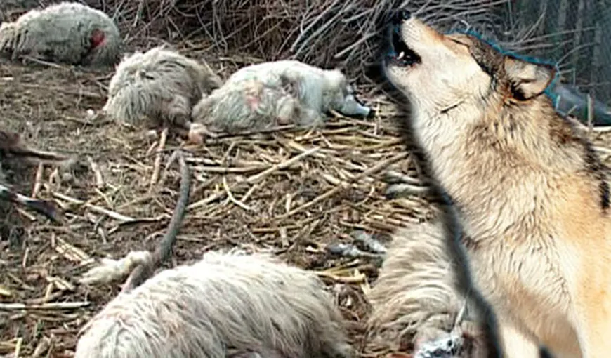 Lupii fac ravagii în turmele ciobanilor. Stână decimată de o haită de fiare, doi câini insuficienţi