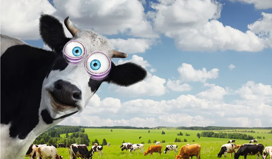 Franţa a confirmat un caz de boală a vacii nebune