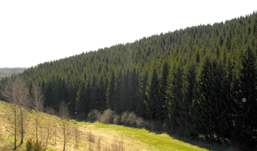 Regia Naţională a Pădurilor are 2.800 de dosare de retrocedare în instanţă, cu 533.000 de hectare