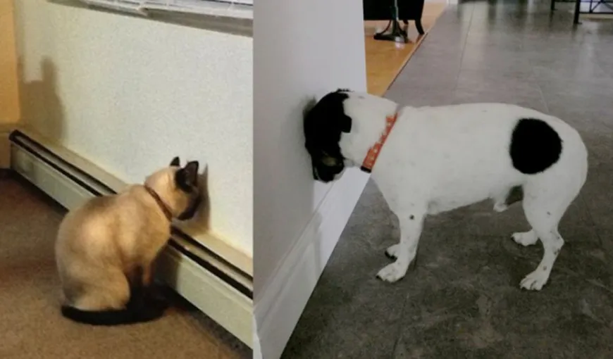 Câinele sau pisica ta stă cu capul sprijinit de perete? Trebuie imediat să ajungi la veterinar