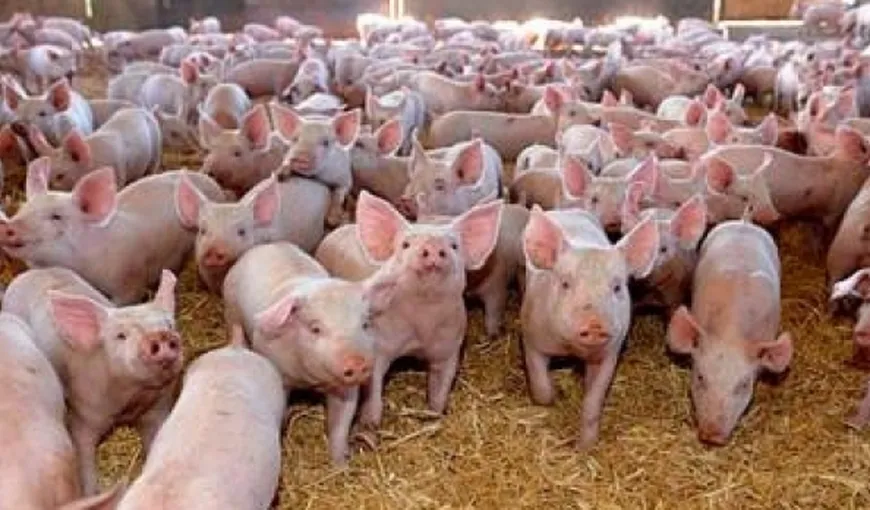 ANSVSA avertizează: Pătrunderea pestei porcine africane în România este iminentă