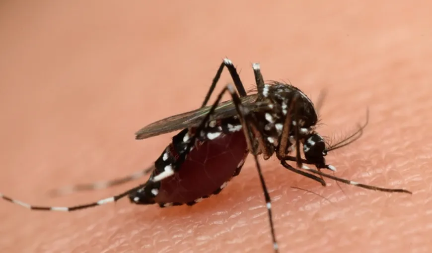 ALERTĂ în România. Primarii din ţară, somaţi să ia măsuri împotriva virusului Zika